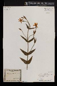 Chironia peduncularis image
