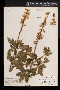 Crotalaria cleomifolia image