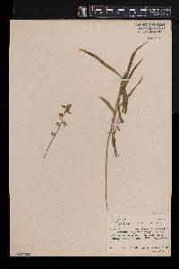 Cyphia longifolia image
