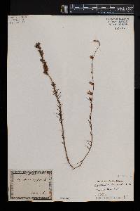 Wahlenbergia longifolia image