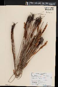 Elegia juncea image