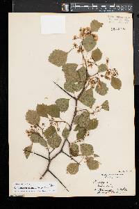 Crataegus dodgei image