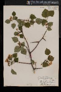 Crataegus iracunda image