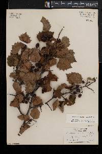 Crataegus pruinosa image