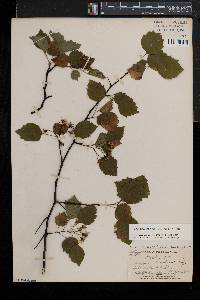 Crataegus pruinosa image