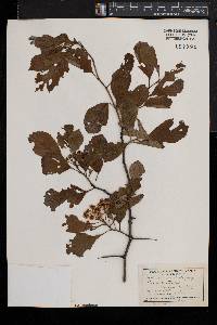 Crataegus punctata image