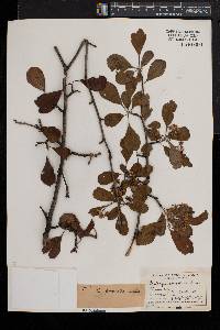 Crataegus punctata image