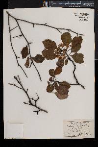 Crataegus punctata image