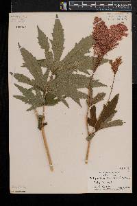 Filipendula rubra image