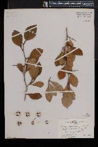 Crataegus punctata image