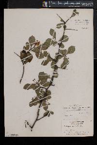 Crataegus punctata image