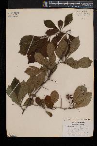 Crataegus punctata image