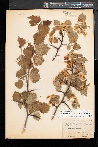 Crataegus pruinosa image