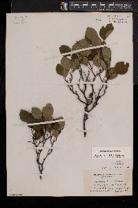 Crataegus uniflora image