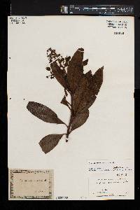 Arbutus canariensis image