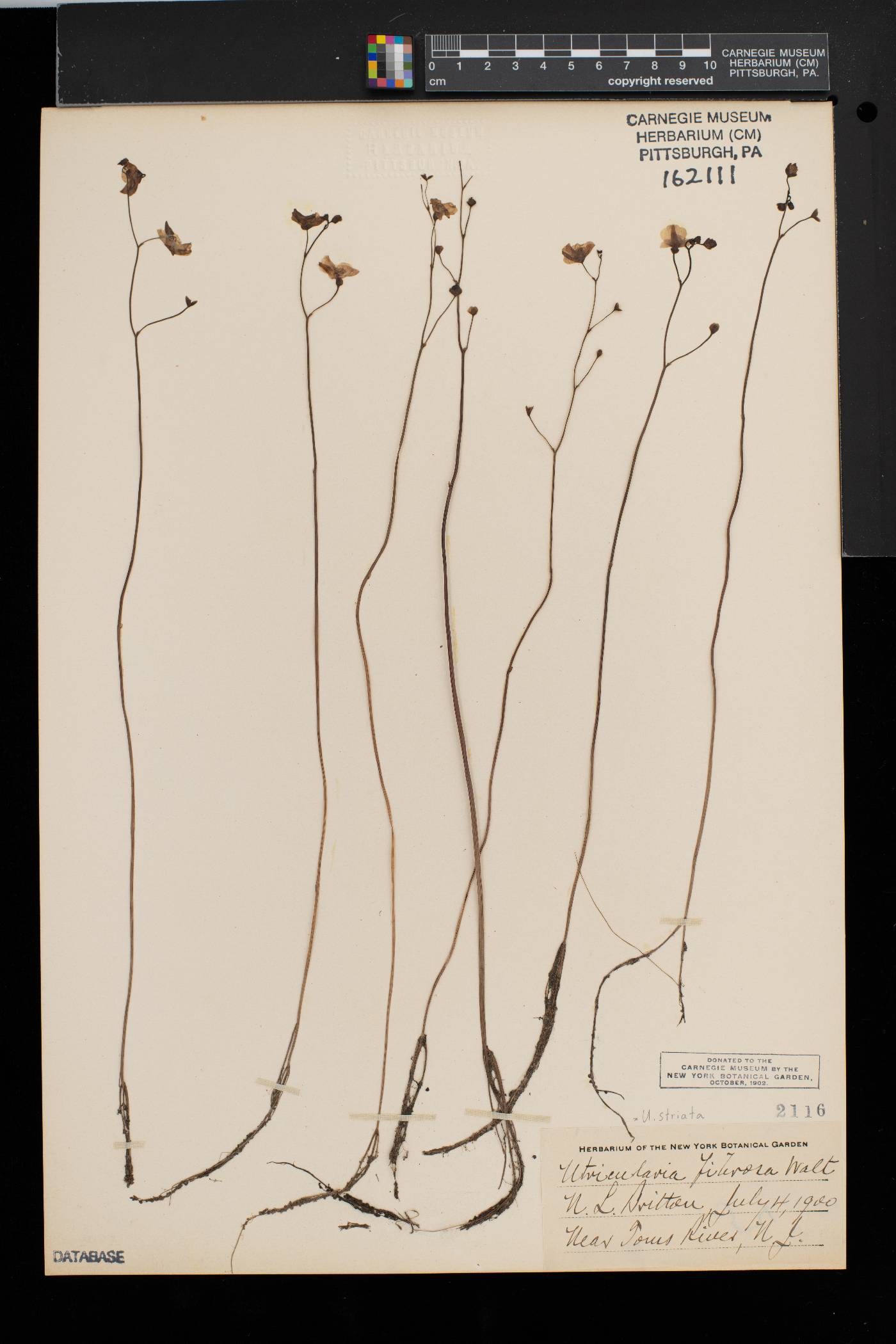 Utricularia striata image