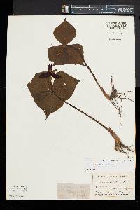 Trillium erectum image