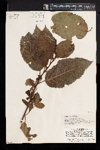 Maesa lanceolata image