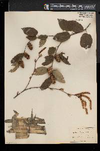 Betula alleghaniensis image