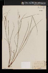 Carex virescens image