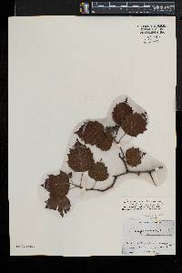 Crataegus pruinosa image