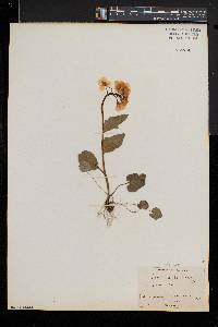 Cardamine bulbosa image