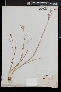 Juncus brevicaudatus image