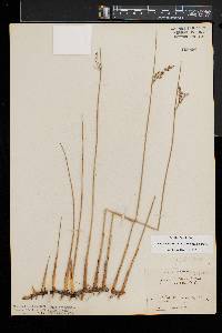 Juncus balticus subsp. balticus image