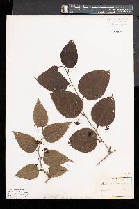 Smilax tamnoides image