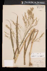 Panicum miliaceum image