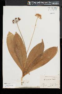 Clintonia umbellulata image