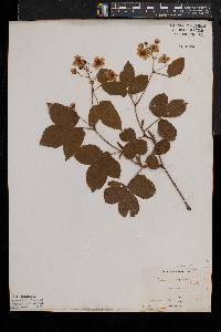 Rubus canadensis image