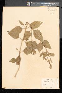 Mirabilis nyctaginea image