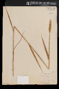 Triticum aestivum image