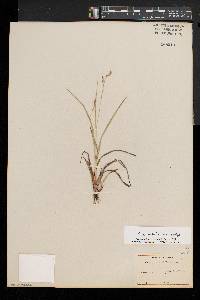 Carex debilis var. rudgei image