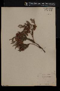 Thuja occidentalis image