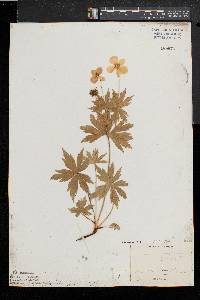 Anemone canadensis image