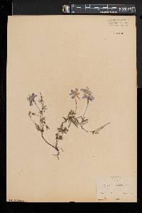 Delphinium ajacis image