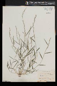 Muhlenbergia schreberi image