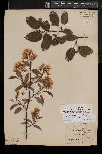 Amelanchier laevis image