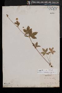 Potentilla simplex var. simplex image