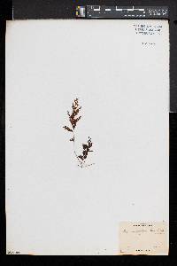 Hymenophyllum lanceolatum image