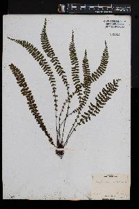 Asplenium lunulatum image