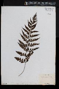 Asplenium lobulatum image