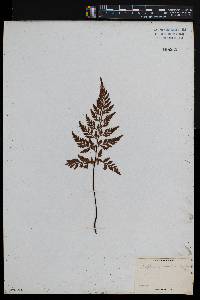 Asplenium adiantum-nigrum image