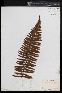 Asplenium horridum image