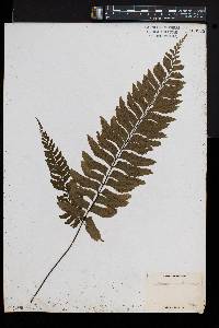 Asplenium unilaterale image