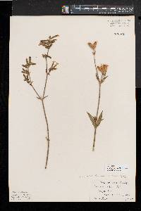 Silene latifolia image