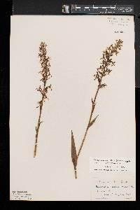 Platanthera lacera var. lacera image