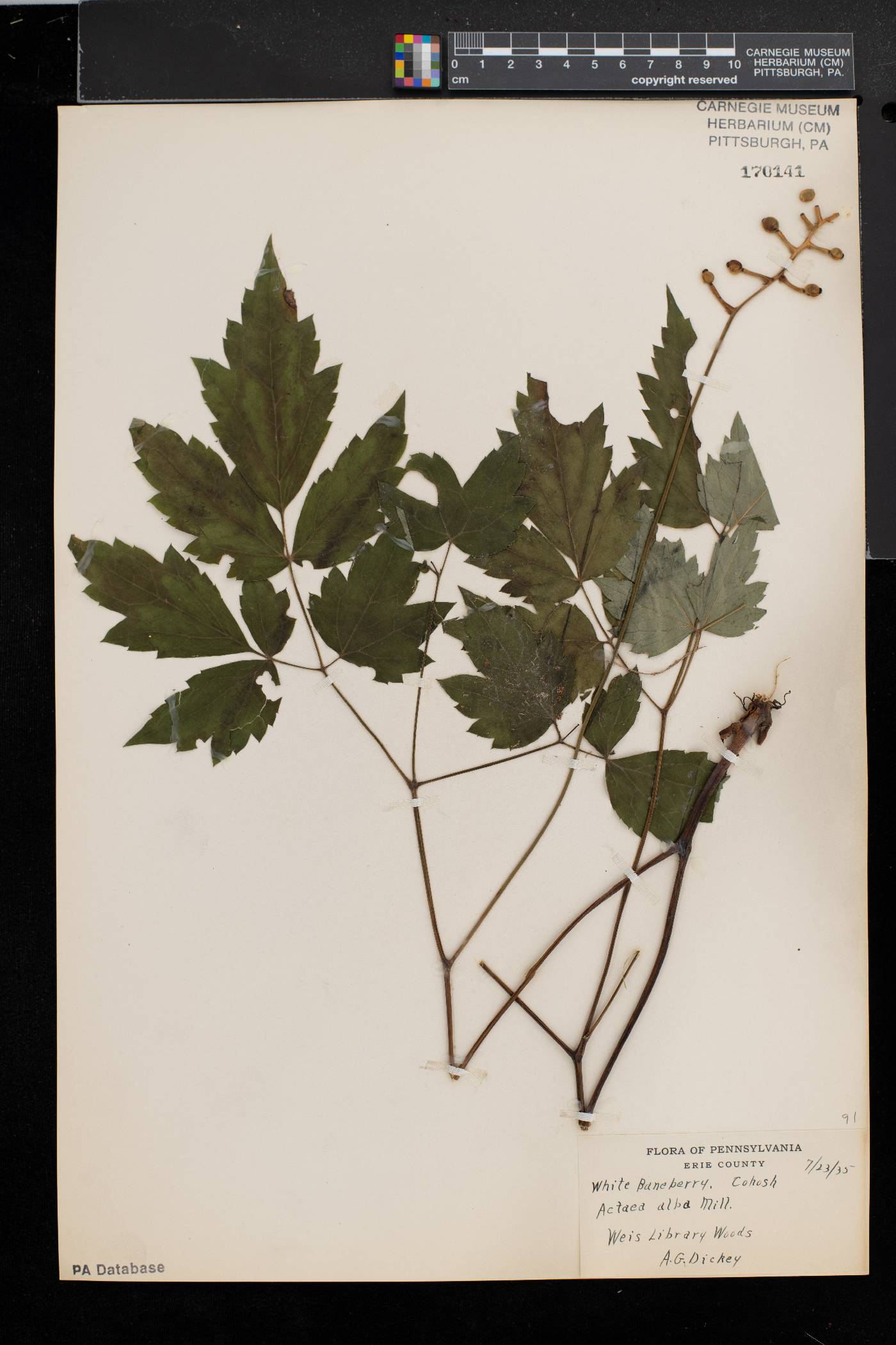 Actaea alba image